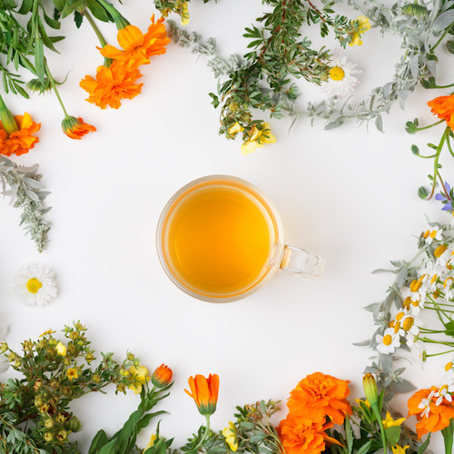 Phytothérapie Pharmacie de la Forêt